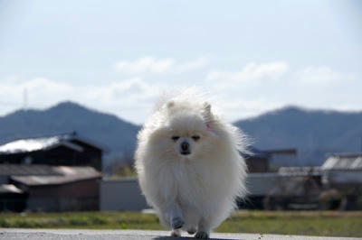 てこてこ