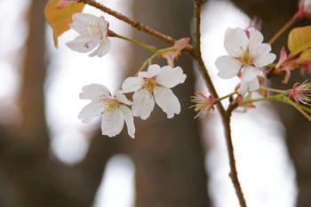 桜