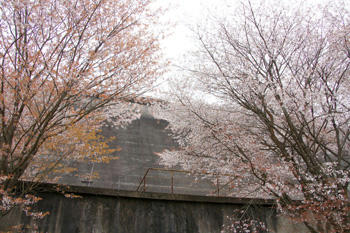 桜山