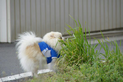 くんちゅか