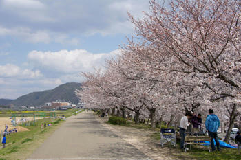 桜並木