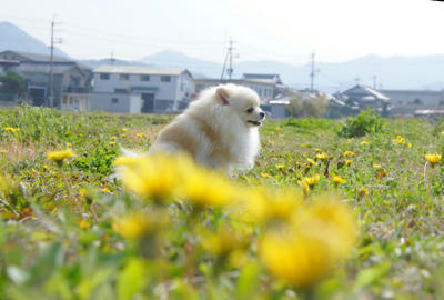 たんぽぽめ