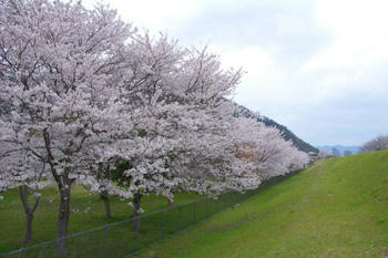桜