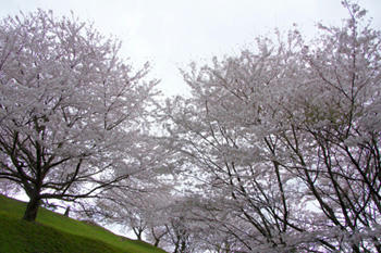 桜木立