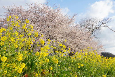 菜の花桜