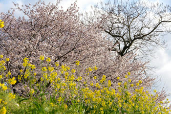 菜の花と桜