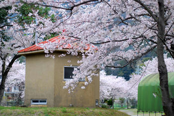 桜とこや