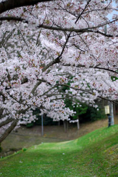 桜のトンネル