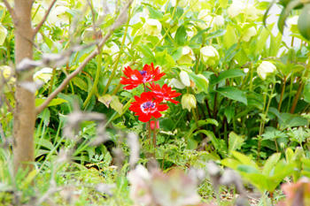 花