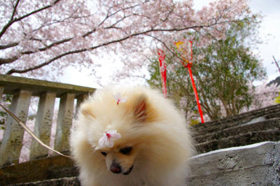 神社とポメ