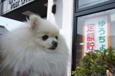 郵便局とポメ