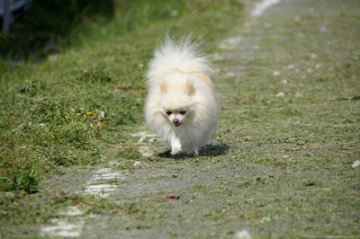 てくてく