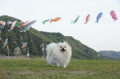 さかなー！