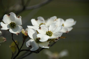 街路樹の花