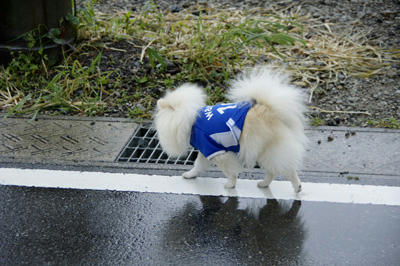 てこてこ