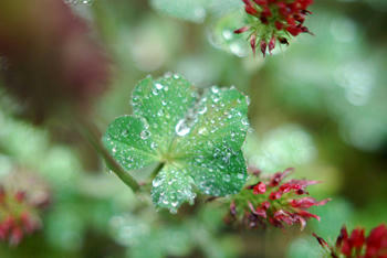 花雨粒