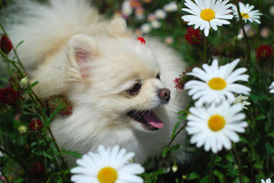 花！