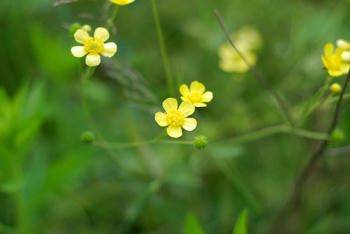 蛇花