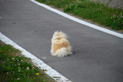 おすわりぽめ