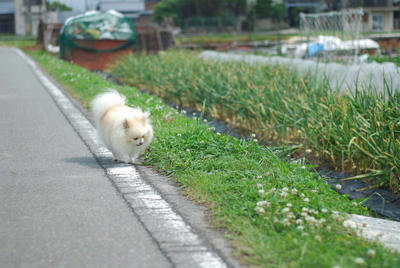 てくてく