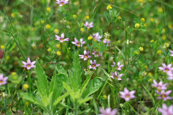 小花