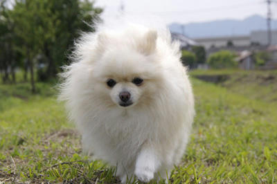 のしのし