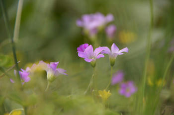 小花