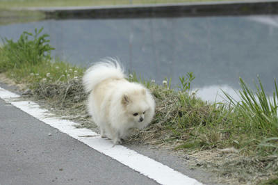 田んぼ