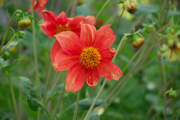 花