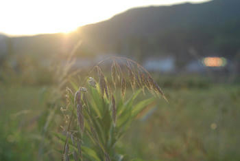 夕陽""