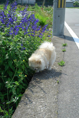 あちあち