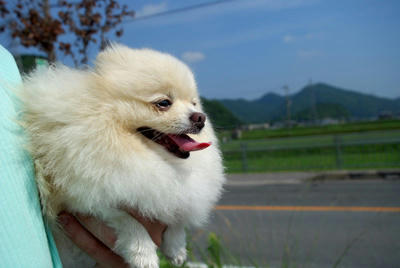 だっこポメ