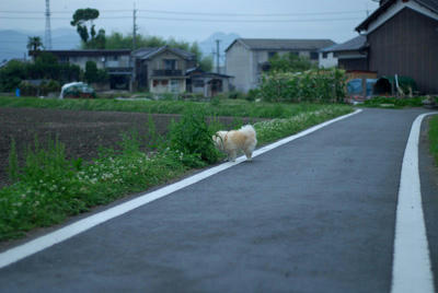 小雨ッポメ