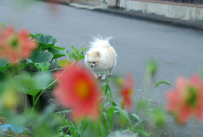 花ポメ