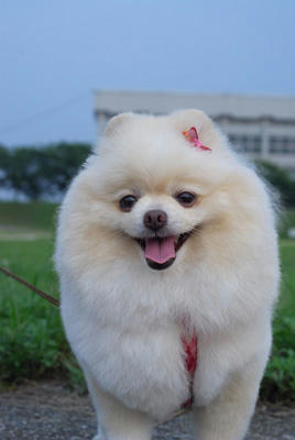ポメ
