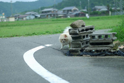のそのそ