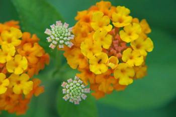 花