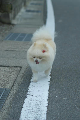 てこてこ""