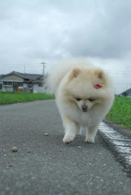 てこてこ