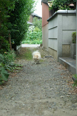 路地裏