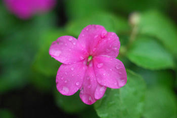 雨粒と花