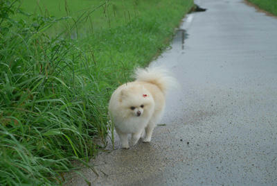 雨上がり