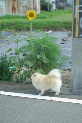 ひまわり