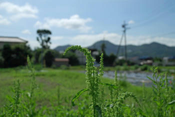 草