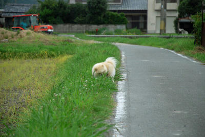 とらくたー""