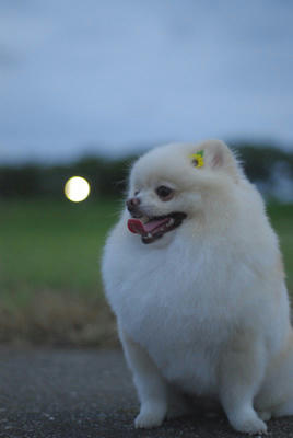 夕方