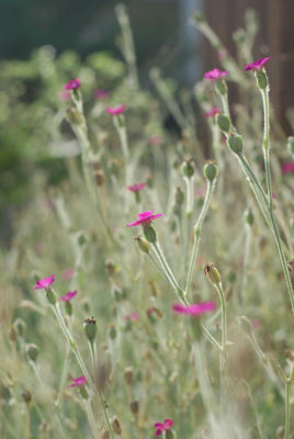 草花