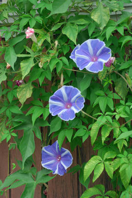 あさがおだこらー