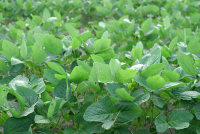 くろまめまめまめ