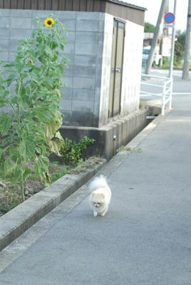 ポメワリ""